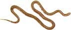 Use rubber snakes as a deer deterrent.